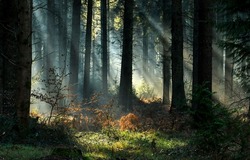 Sunbeams in the dark forest. Deep forest tree
