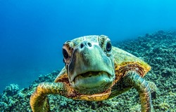 Underwater sea turtle portrait. Sea turtle underwater portrait. Underwater sea turtle. Sea turtle underwater