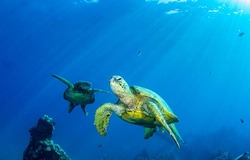 Sea turtles swim underwater scene. Underwater sea turtles. Sea turtles underwater. Underwater sea turtles view