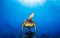 Sea turtle swim underwater view. Underwater sea turtle swim. Underwater sea turtle. Sea turtle undersea