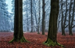 Autumn misty forest tree trunks. Misty forest in autumn. Forest mist in autumn. Autumn forest mist