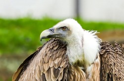 White headed vulture. Griffon vulture. Gyps fulvus. Griffon vulture portrait
