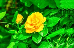 Yellow rose in green foliage. Yellow rose macro view. Yellow rose in garden. Yellow rose