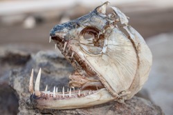 The skull of a fish head from a Payara a real river monster.