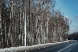 Winter. Trees along the route. The front line of the forest belt. Kaliningrad, Russia.