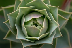 Fractal geometry found in succulent plants. Just before flowering in springtime