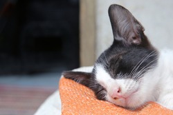 Adorable black and white kitten sleep and his right cheek attached to an orange-white plastic sack.