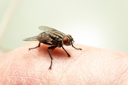 Fly on human skin
