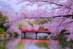 Traditional Scenery of Beautiful Japanese Elegance Style is Shiromidai Park & Himeji castle(Himejijo), Bridge, Pond, Shachihoko Statue, Main Tower(Tenshukaku) and Cherry Blossoms On Cloudy Day.