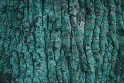 Turquoise background. Bark of tree. Moss on wood bark.