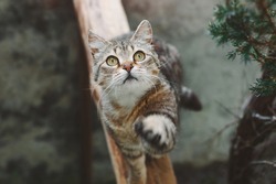 Beautiful short-haired striped cat sitting and raised its front paw up. Portrait of a cat in nature. Selective focus.
