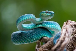 blue viper, venomous and poisonous snake