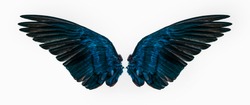 blue wings on white background