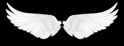 white wings isolated on a black 