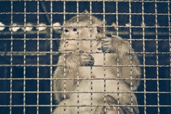 Monkey feeling sad in the cage / Animal rights concept