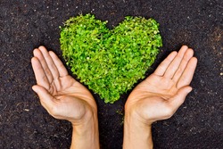 Hands holding green heart shaped tree  / Love nature and save the world / Heal the world / Environmental preservation