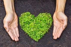 hands holding green heart shaped tree / green baby plant arranged in a heart shape / love nature / save the world / heal the world / environmental preservation