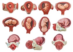 Stages of pregnancy model from 1st month to 9th month / anatomy of fetus development model