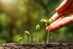 Agriculture. Growing plants. Plant seedling. Hand nurturing and watering young baby plants growing in germination sequence on fertile soil with natural green background                               