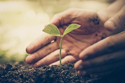 Hands of farmer growing and nurturing tree growing on fertile soil with green and yellow bokeh background /nurturing baby plant / protect nature / Earth day concept