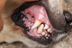 Dog's canine teeth