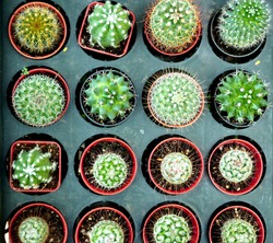 cactas small plants ready for sale