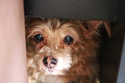 Brown poodle dog hiding under table.