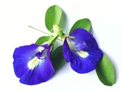 Close up of Butterfly pea flower on white background , Clitoria ternatea