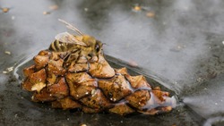 The bee sits on a pine cone, which is immersed in water. The insect drinks water through the tongue.