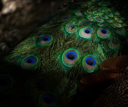 part of the tail of a peacock  