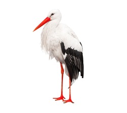 Stork isolated on white background with clipping path