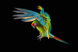 Flying Macaw Parrot isolated on black background