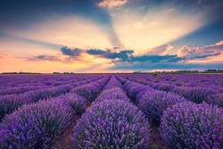 Lavender flower blooming fields in endless rows. Sunset shot.
