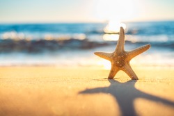 Starfish on the beach at sunrise