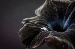 Surfinia flower singularity looking like stars and black hole