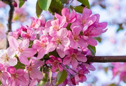 Pink apple tree flowers. Blossom branch of Crabapple. Delicate spring background. 