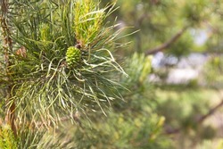 Young green pine cone on a pine branch. Blurred natural background with copy space