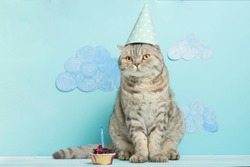 birthday greetings from a cat