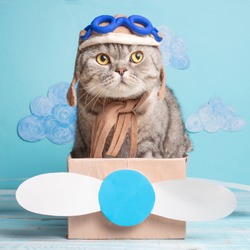 The cat sits a cute pilot Sedit aviator in a paper plane, a Scottish Whiskas in a mask and goggles of an airplane pilot. The concept of the pilot, super cat, flight.