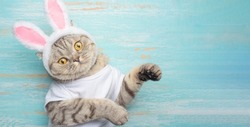 Easter cat with rabbit ears. Banner, Easter screensaver for design