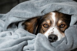 A shepherd dog wrapped in a blanket