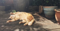Cute ginger cat stretched out and relaxing on terrace in the garden