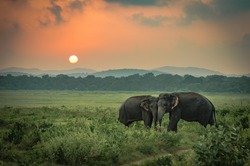 Two Sri Lankan wild elephant partners affectionately playing in a grass field under an orange sky sunset