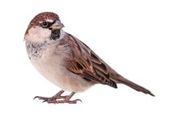 Male Sparrow (Passer italiae), isolated, with white background