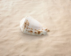 
Empty seashell isolated on the sand, beach, sea