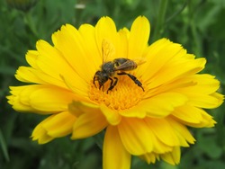 Bee collects pollen from the yellow flower of calendula, macro shot