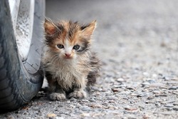 Little kitten sitting on a street near the car wheel. Portrait of stray dirty cat outdoors