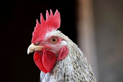 White rooster on the farm. Portrait of proud cockerel on blurred background