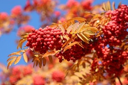 Selective focus to red rowan berries growing on a tree branches with yellow leaves on blue sky background. Colors of autumn nature, medicinal berries of mountain-ash