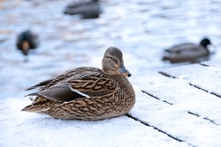 Female mallard duck resting on the snow. Portrait of wild duck in winter season on lake coast